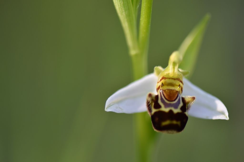 Ophris apifera?